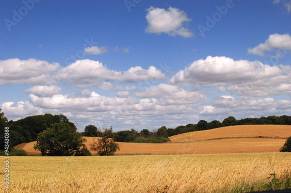 Fototapeta Cornfield and clouds