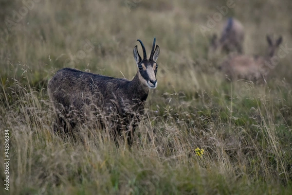 Fototapeta View of a chamois in the Vosges mountains in Alsace