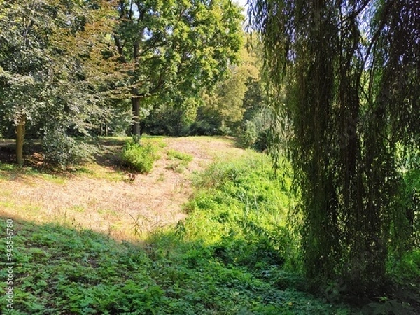 Fototapeta path in the park