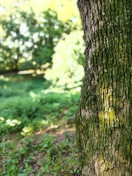 Fototapeta old bark macro