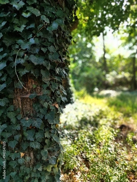 Fototapeta old bark macro