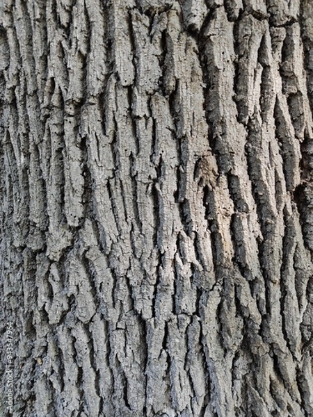 Fototapeta old bark macro