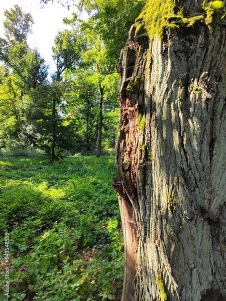 Fototapeta old bark macro
