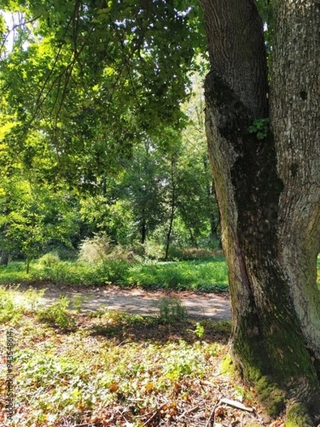 Fototapeta old bark macro