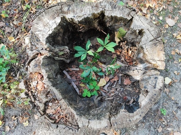 Fototapeta old trunk - hole