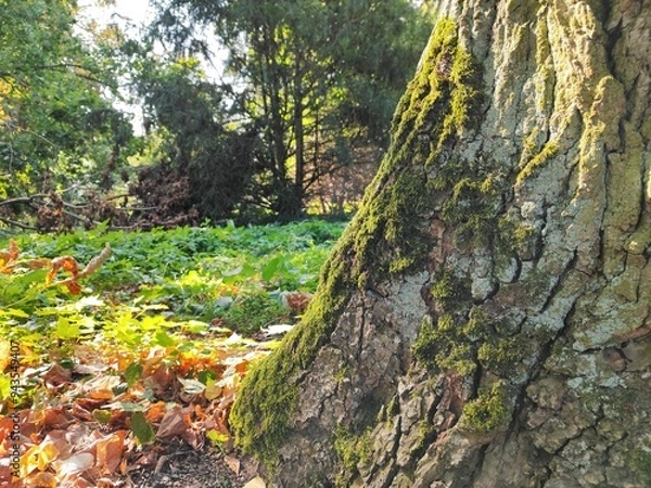 Fototapeta old bark macro