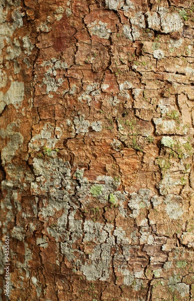 Fototapeta Tree bark texture.