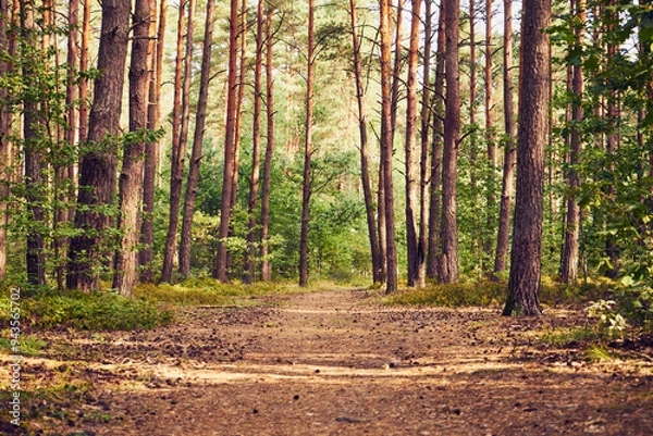 Fototapeta leśna droga 