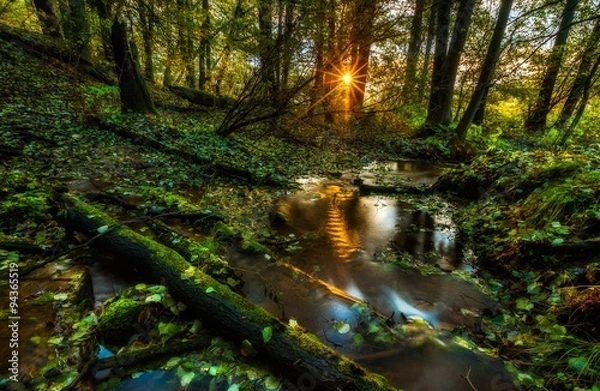 Fototapeta Beautiful wild autumnal forest with small stream.