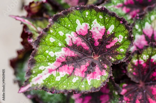 Obraz Rex begonia plant showing leaf detail