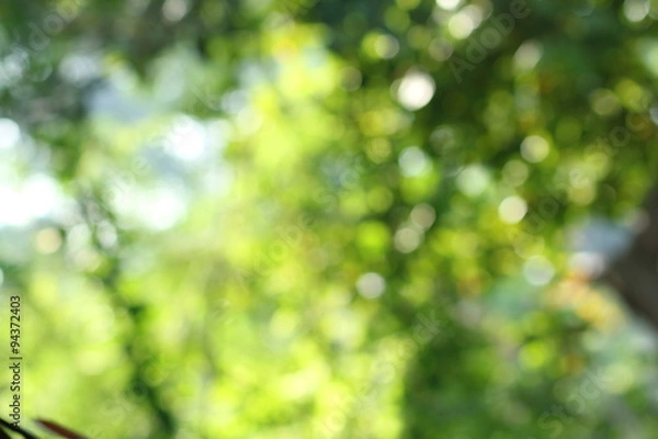 Fototapeta bokeh green color background nature soft natural
