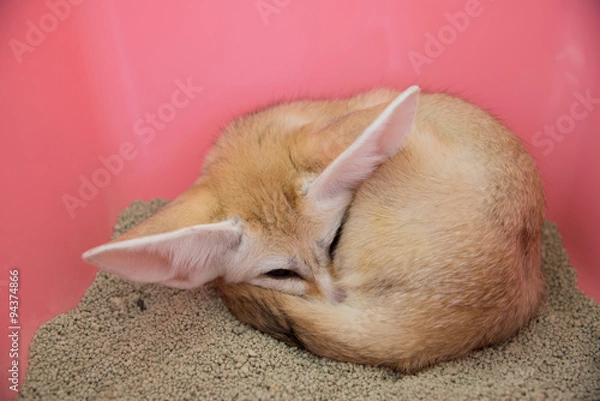Fototapeta Fennec fox