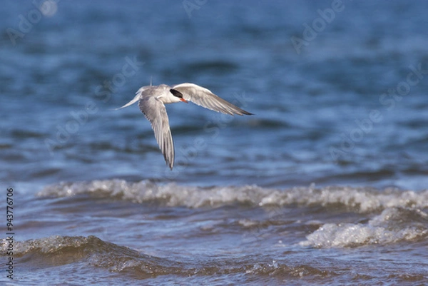 Obraz common tern (Sterna hirundo) in summer