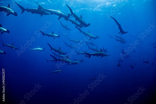 Obraz ハンマーヘッドシャークの群れ
