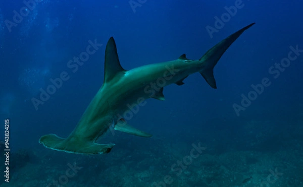 Obraz ハンマーヘッドシャーク