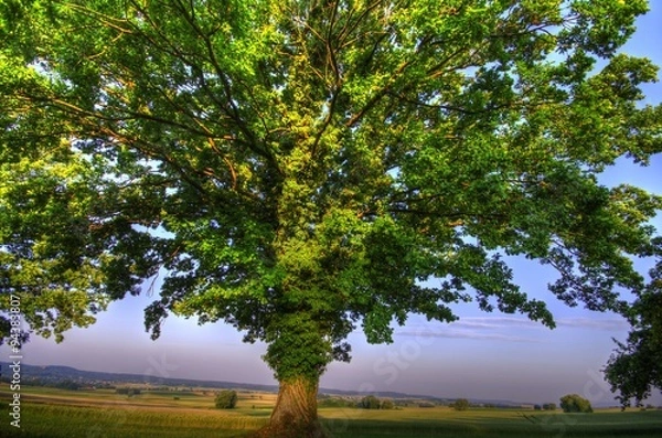 Obraz Eiche im Sommer