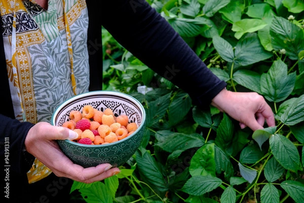 Fototapeta Raspberry picking. A woman holds a bowl to fill with raspberries.