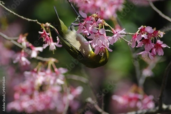 Fototapeta メジロ