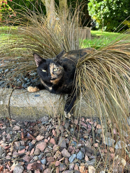 Obraz Chatte écaille de tortue	