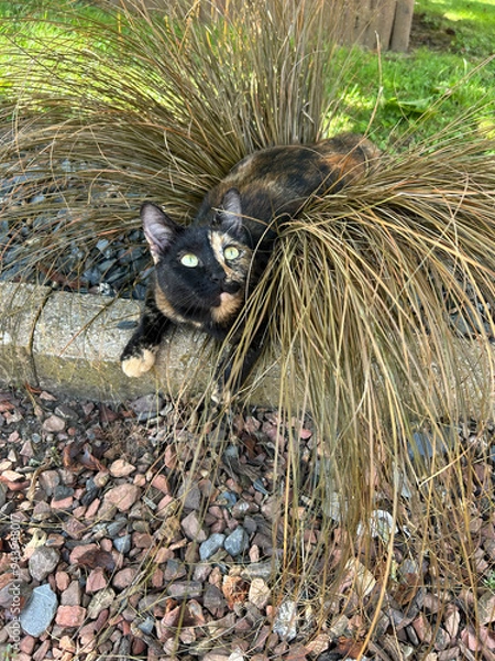 Obraz Chatte écaille de tortue