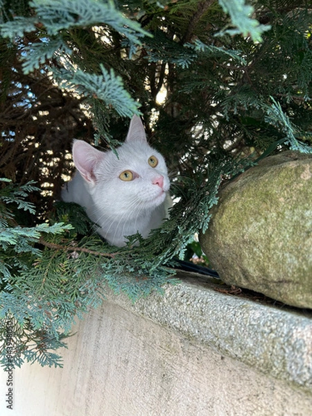 Obraz Chatte blanche	