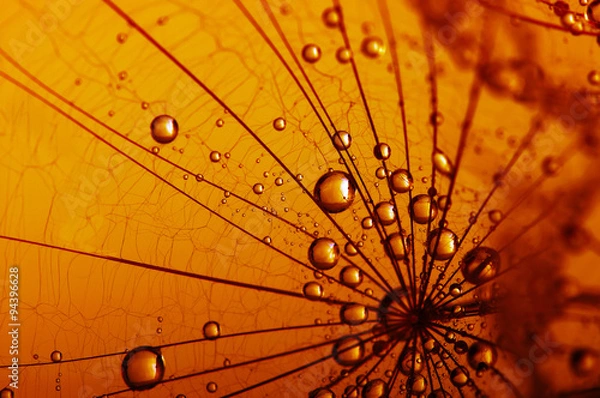 Fototapeta dandelion