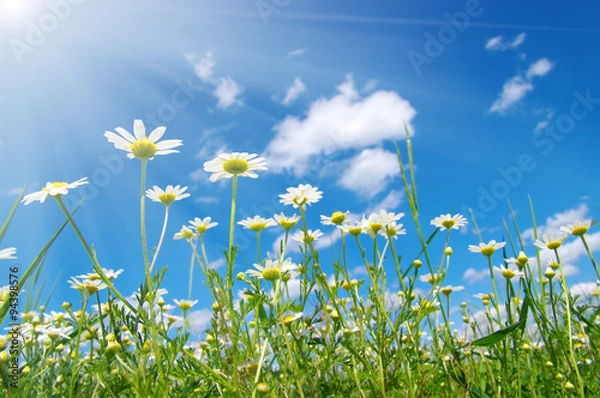 Obraz  daisy flowers