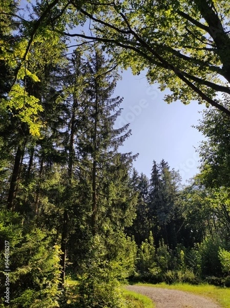 Fototapeta Spätsommerabend im Wald