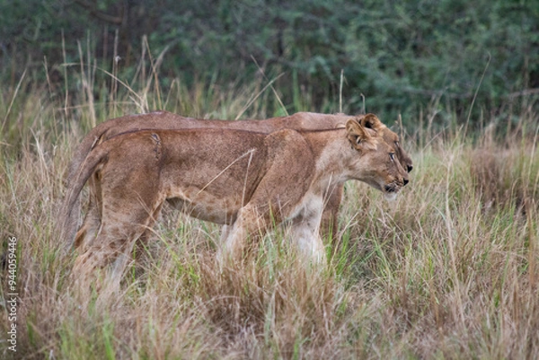 Obraz leoni in cammino
