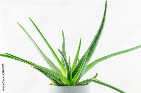 Obraz Aloe Vera Pflanze