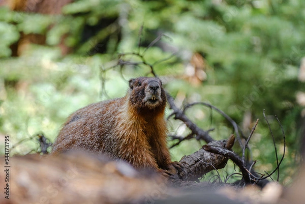 Obraz Gelbbauchmurmeltier im Sequoia Nationalpark USA