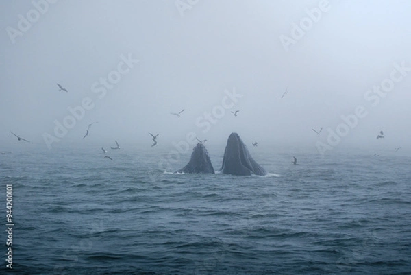 Obraz Buckelwal an der Küste von Monterey, USA, im Pazifik