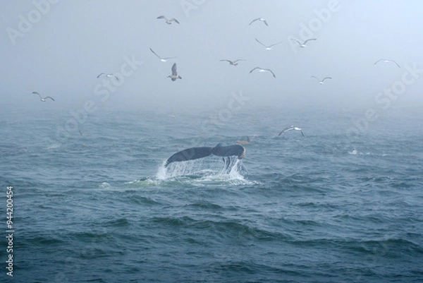 Obraz Buckelwal an der Küste von Monterey, USA, im Pazifik