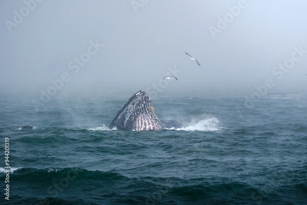 Obraz Buckelwal an der Küste von Monterey, USA, im Pazifik