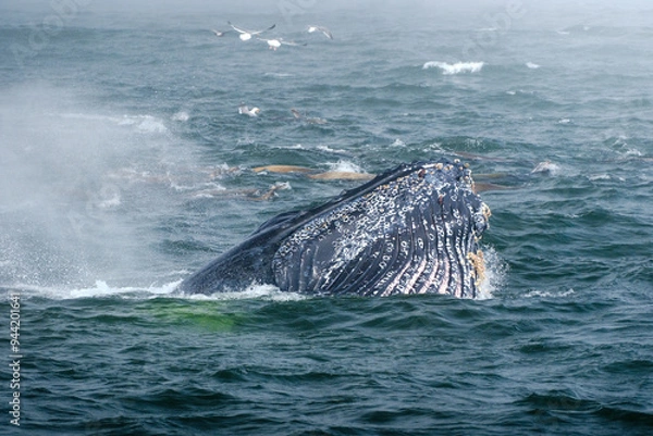 Obraz Buckelwal an der Küste von Monterey, USA, im Pazifik
