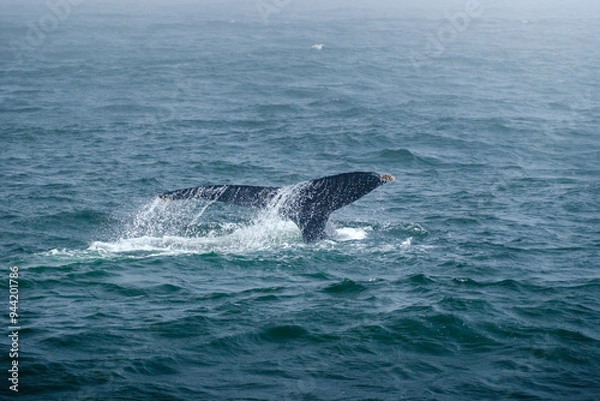 Obraz Buckelwal an der Küste von Monterey, USA, im Pazifik