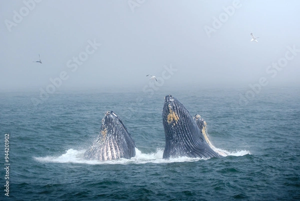 Obraz Buckelwal an der Küste von Monterey, USA, im Pazifik