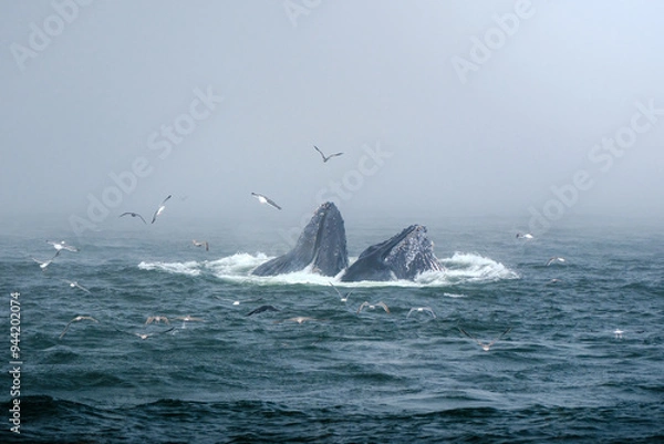 Obraz Buckelwal an der Küste von Monterey, USA, im Pazifik