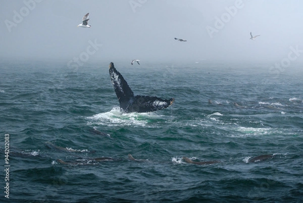 Obraz Buckelwal an der Küste von Monterey, USA, im Pazifik