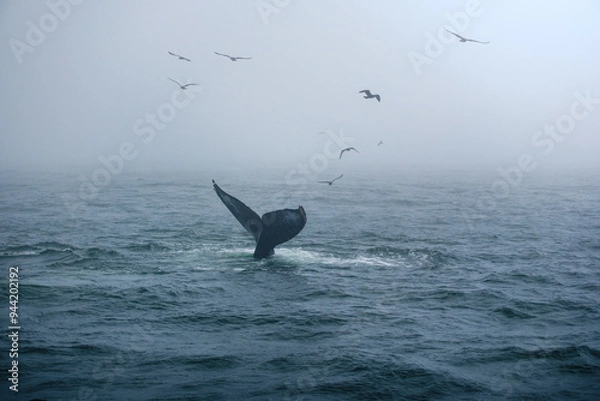 Obraz Buckelwal an der Küste von Monterey, USA, im Pazifik
