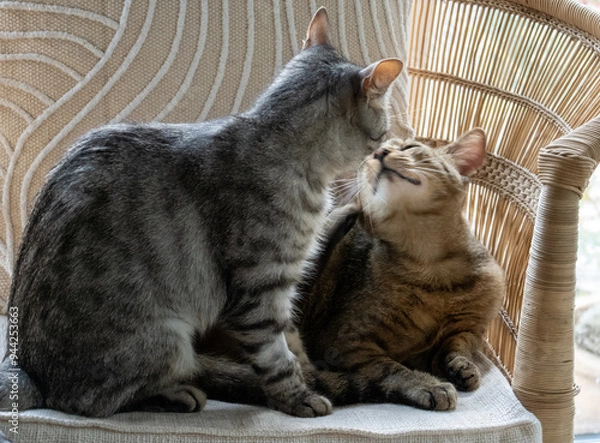 Obraz cute jung cats