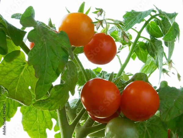 Fototapeta red tomatoes