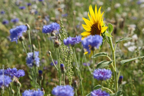 Fototapeta Tournesol dans une jachère fleurie