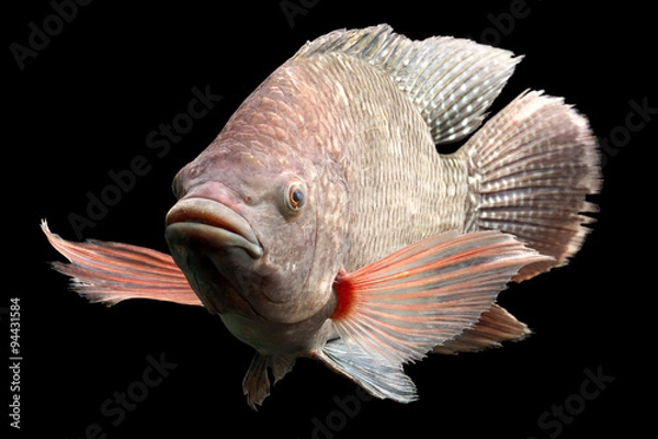 Fototapeta A large red tilapia fish swimming up close in an isolated aquaponics aquarium filled with water.