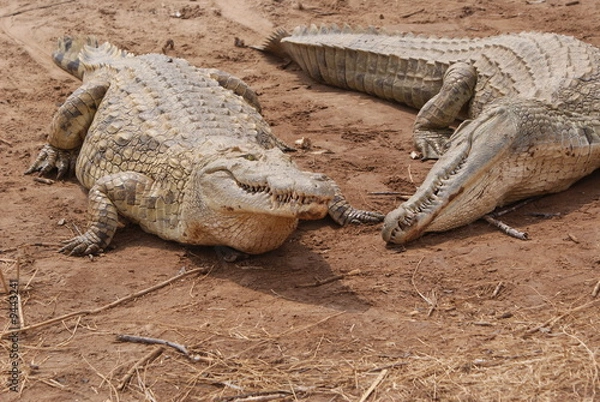 Obraz Coppia affamata II