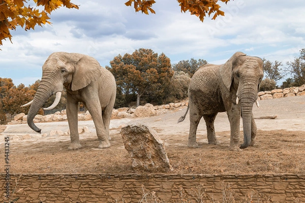 Fototapeta African elephants