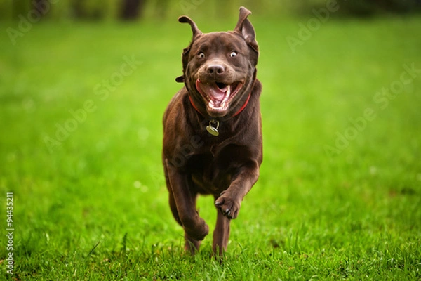 Fototapeta Dog running through a meadow