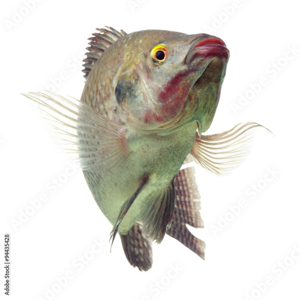 Fototapeta A lively black cichlid tilapia fish isolated in a studio, alive and dancing as it swims gracefully through the water.