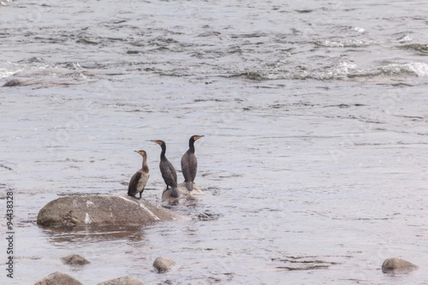 Obraz Cormorants sitting on a rock mountain river.