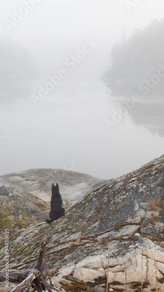 Obraz Dog sitting on the shore of a misty lake.